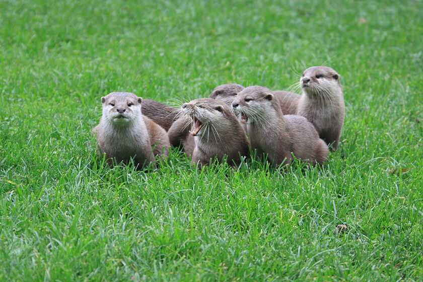 Fischotter - Foto: Anke Lehnert LJV