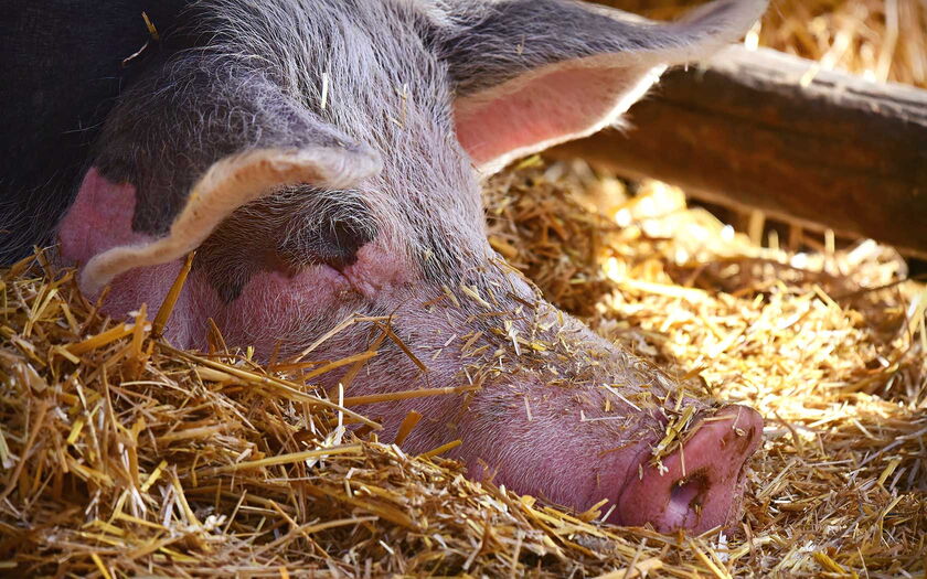 Schwein - Bild von Mabel Amber / Pixabay