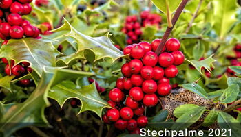 Stechpalme ist Baum des Jahres 2021