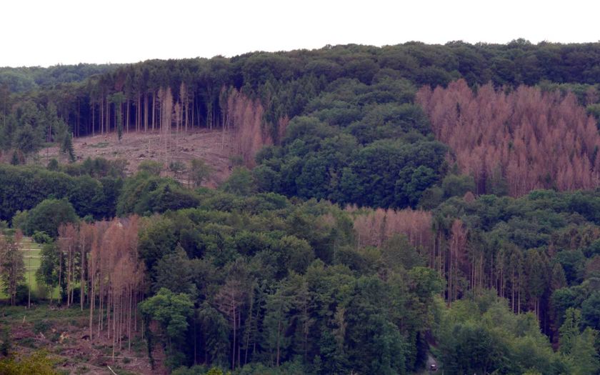 Wald