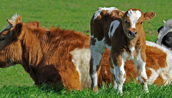 Kühe auf der Weide von Péronne vd Ham / pixelio.de