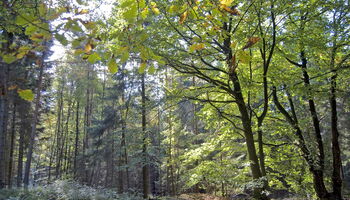 Wald im Herbst