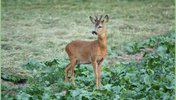 Rehbock - Bild: LJV Doris Ohlenforst