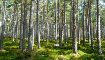 Wald