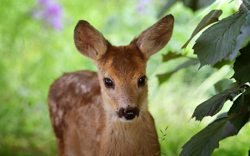 Rehkitz - Bild von Sabine Löwer / Pixabay