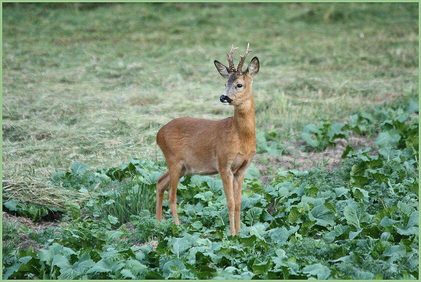 Rehbock - Bild: LJV Doris Ohlenforst
