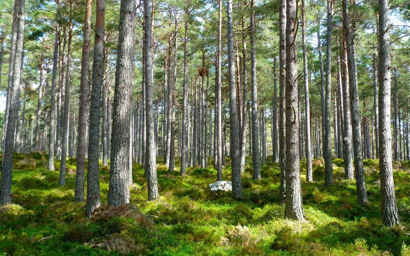 Wald