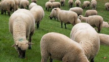 Schafherde auf der Wiese