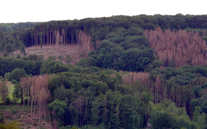 Wald