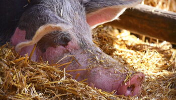 Schwein - Bild von Mabel Amber / Pixabay