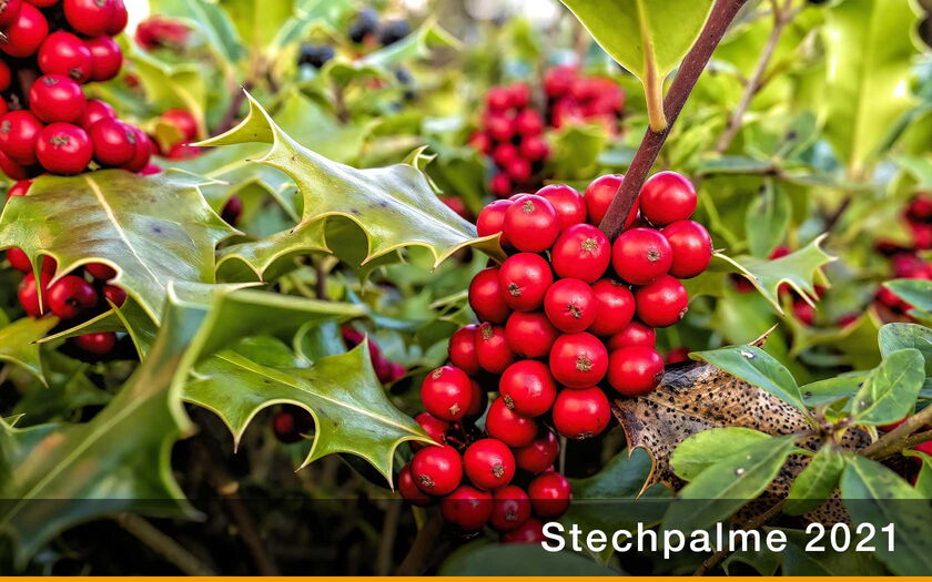 Stechpalme ist Baum des Jahres 2021