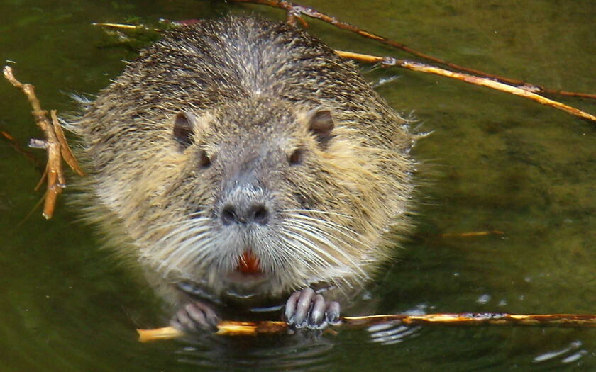 Biber von Bredehorn Jens / pixelio.de