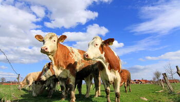 Kühe von uschi dreiucker / pixelio.de