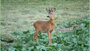Rehbock - Bild: LJV Doris Ohlenforst