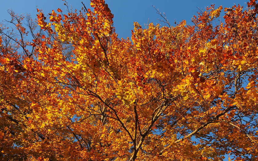 Rotbuche - Bild von Hans Braxmeier / Pixabay