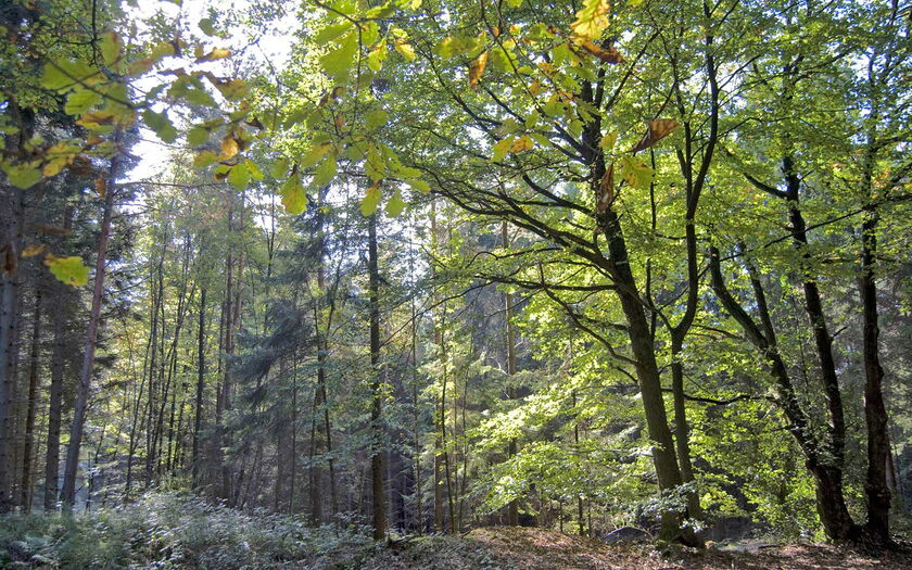 Wald im Herbst