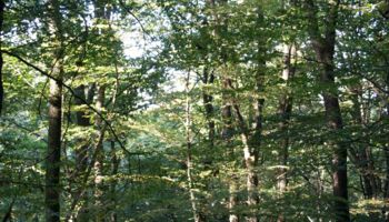Wald im Herbst