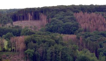 Wald
