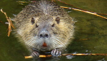 Biber von Bredehorn Jens / pixelio.de