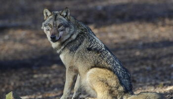 Wolf - Bild: Rolfes DJV