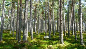 Wald