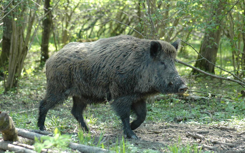 Wildschwein von Richy / pixelio.de