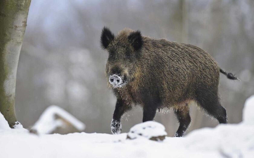 Wildschwein - Bild: Rolfes/DJV