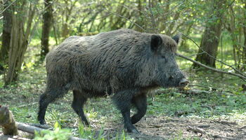Wildschwein von Richy / pixelio.de