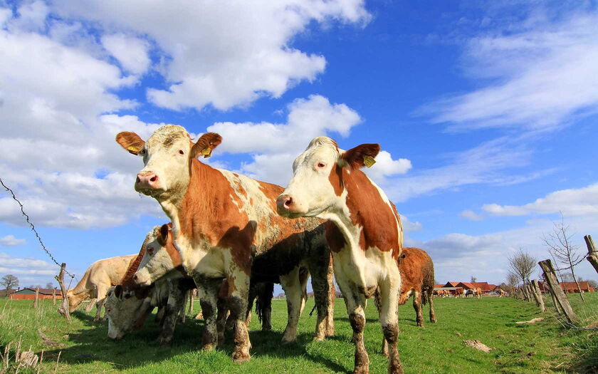 Kühe von uschi dreiucker / pixelio.de