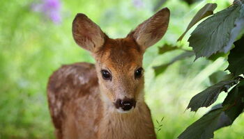 Rehkitz - Bild von Sabine Löwer / Pixabay