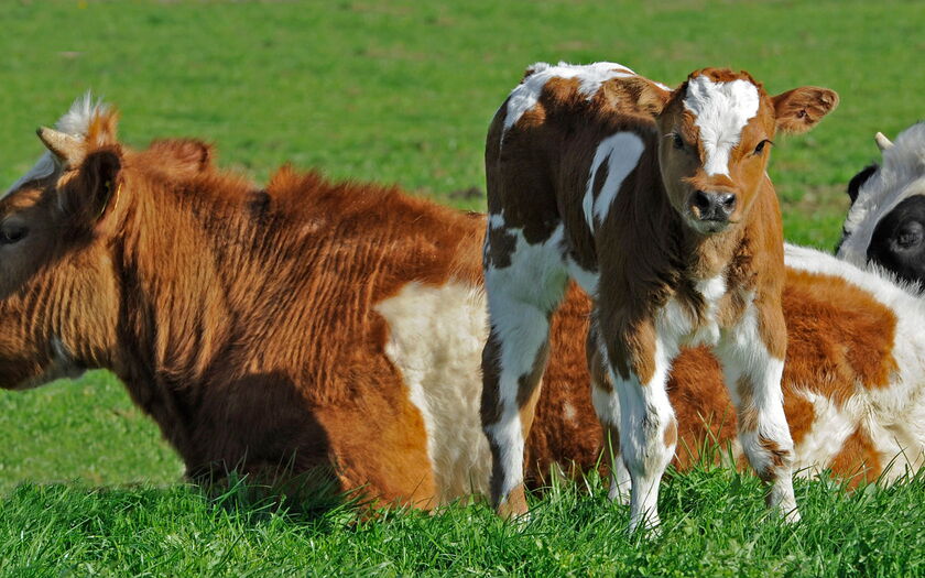 Kühe auf der Weide von Péronne vd Ham / pixelio.de