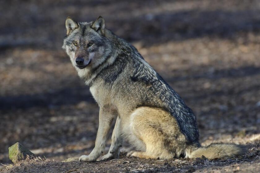 Wolf - Bild: Rolfes DJV